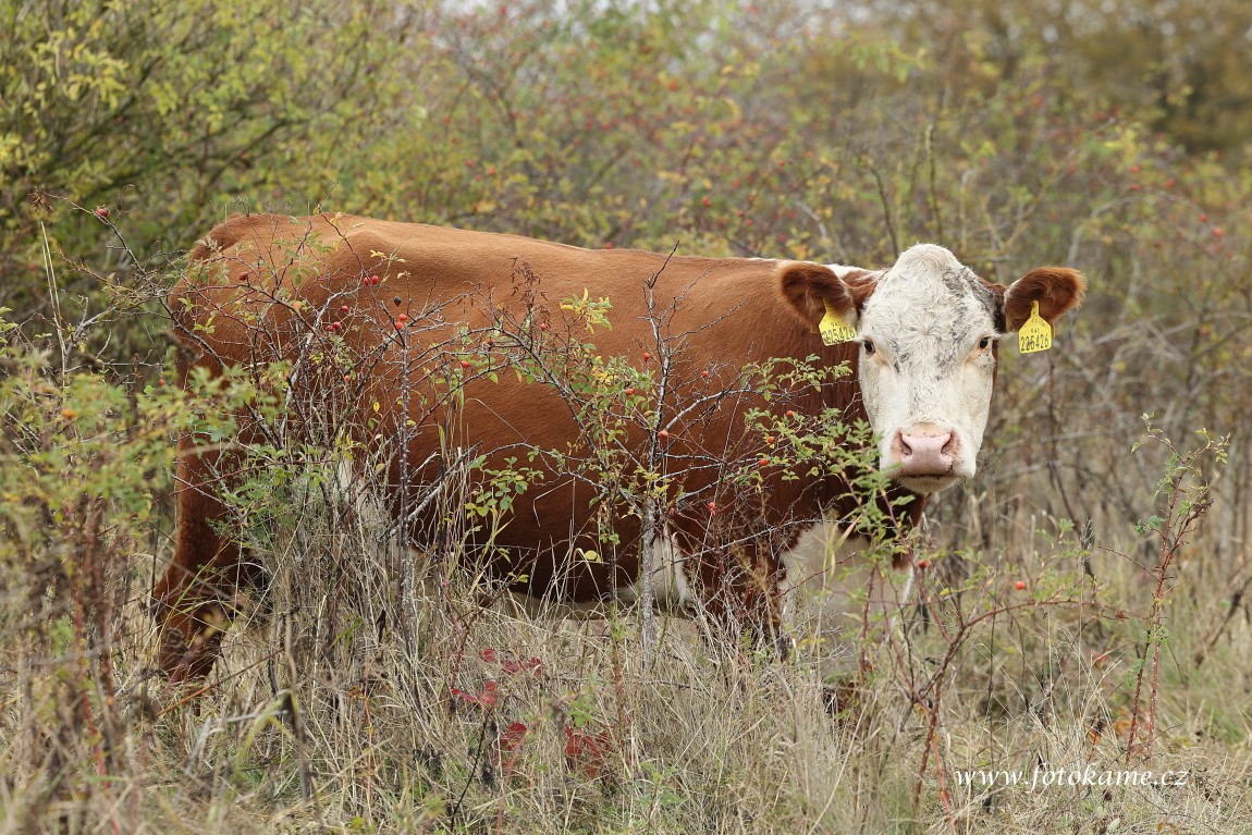 Hereford  26